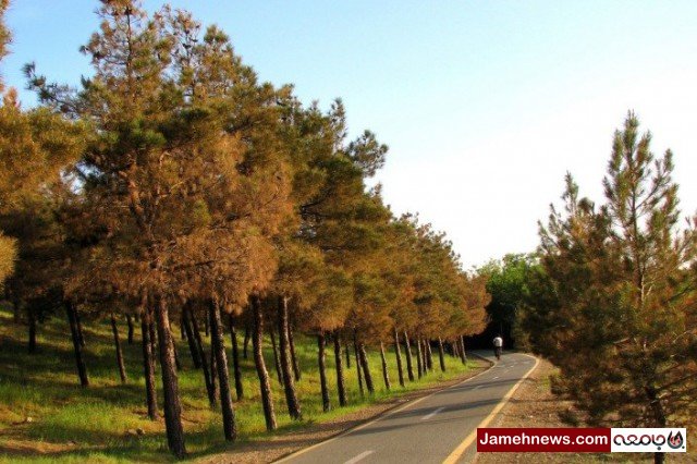 شهرداری تهران به درختان چیتگر آب نمی دهد